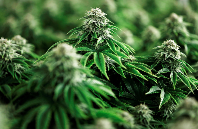 Chemdawg marijuana plants grow at a facility (photo credit: REUTERS)