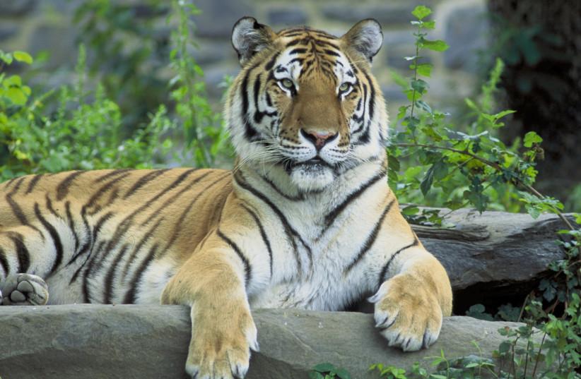 Siberian Tiger in the Philadelphia Zoo (photo credit: Wikimedia Commons)
