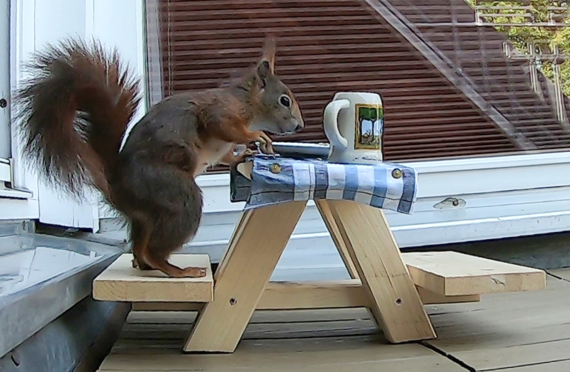 A red squirrel feeds on a specially made small beer bench, eating nut kernels from a small plate on a balcony in Munich, Germany, May 19, 2020. Picture taken May 19, 2020. (credit: AYHAN UYANIK/REUTERS)