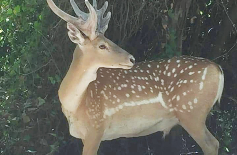 'Deer #42' was recently spotted, happy and healthy in the Jerusalem hills (credit: AMY KATZ)