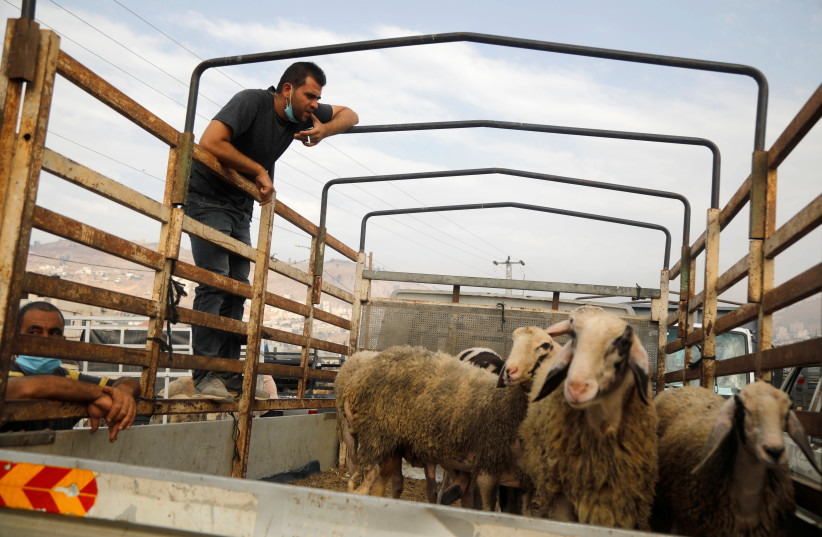 A Palestinian man looks at sheep carried in a truck at a livestock market ahead of the Muslim festival of sacrifice Eid al-Adha, amid the coronavirus disease (COVID-19) crisis in Nablus in the West Bank July 27, 2020 (photo credit: REUTERS/RANEEN SAWAFTA)