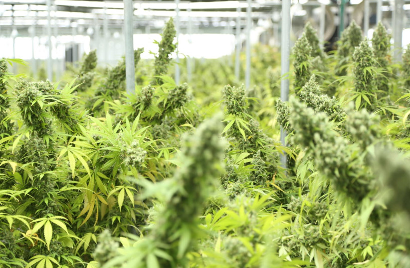 CANTEK-brand medical cannabis in at their indoor growing facility in Mavki'im, in southern Israel. (photo credit: RAPHAEL KADISHZON)