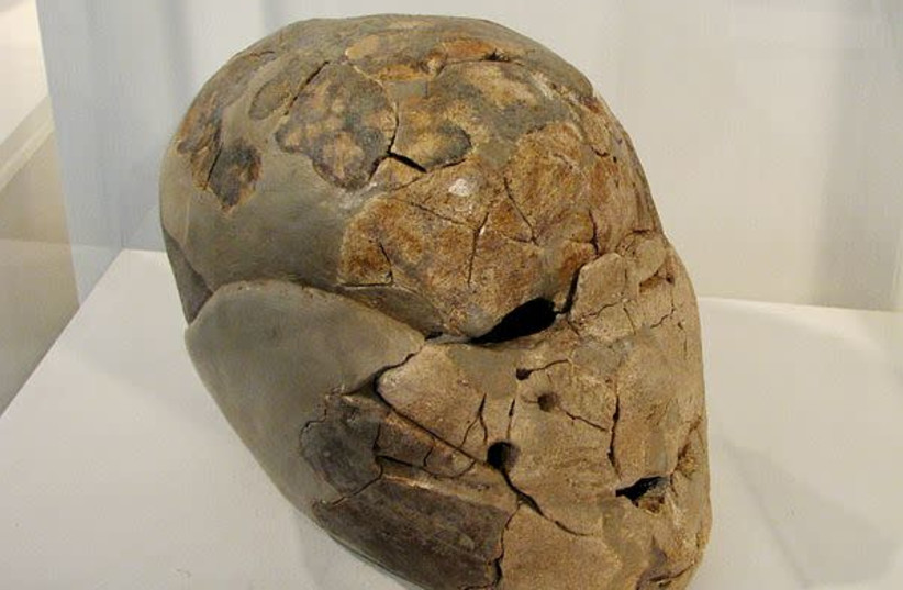 Human skull covered with plaster from Beisamoun in Hula Valley. (photo credit: Wikimedia Commons)