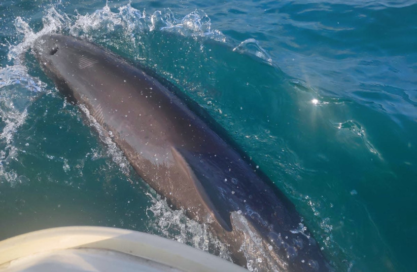 A dolphin seen swimming next to the boat.  (photo credit: COURTESY OF OREN SOLOMON)