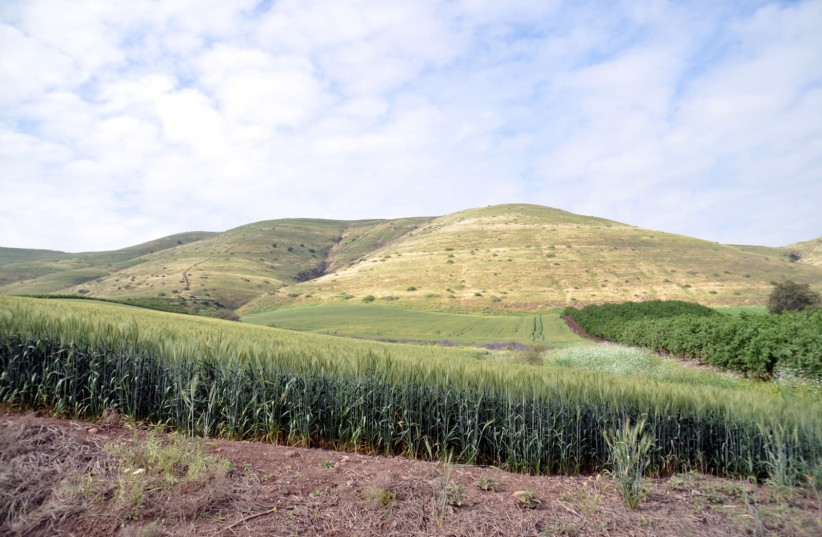 Wheat field (credit: WIKIPEDIA)