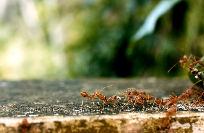 Ants (photo credit: PIXABAY)