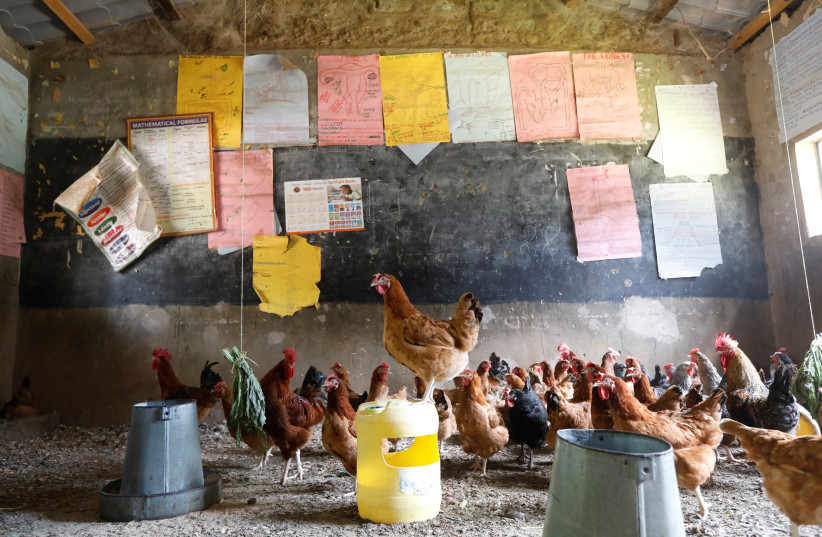 Chickens are seen in a classroom converted into a poultry house because of the Coronavirus disease (COVID-19) in the town of Wang'uru, Kenya, August 28, 2020. (photo credit: BAZ RATNER/REUTERS)