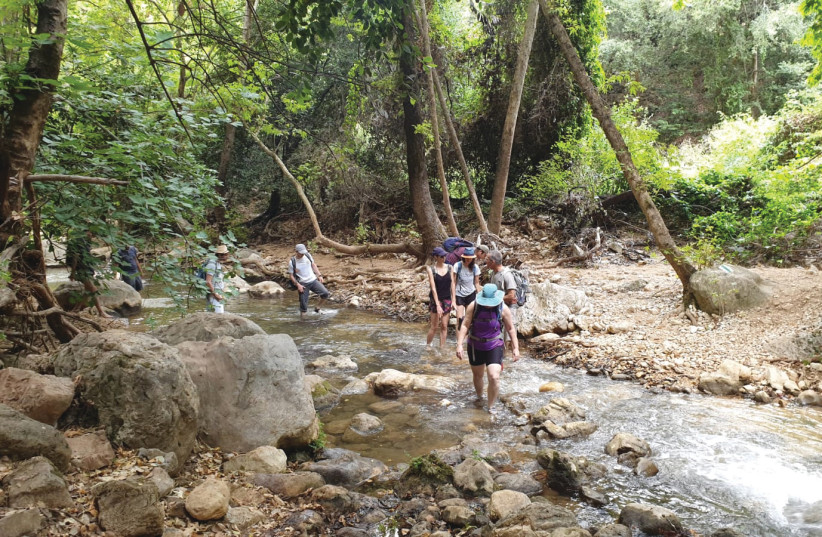A walk in the woods can help relieve depression, anxiety symptoms - Vimarsana News