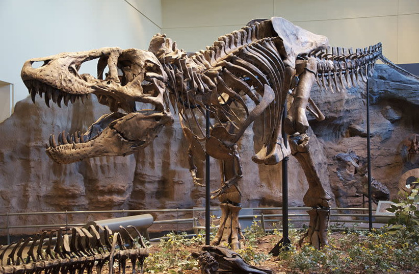 Tyrannosaurus rex (photo credit: Wikimedia Commons)