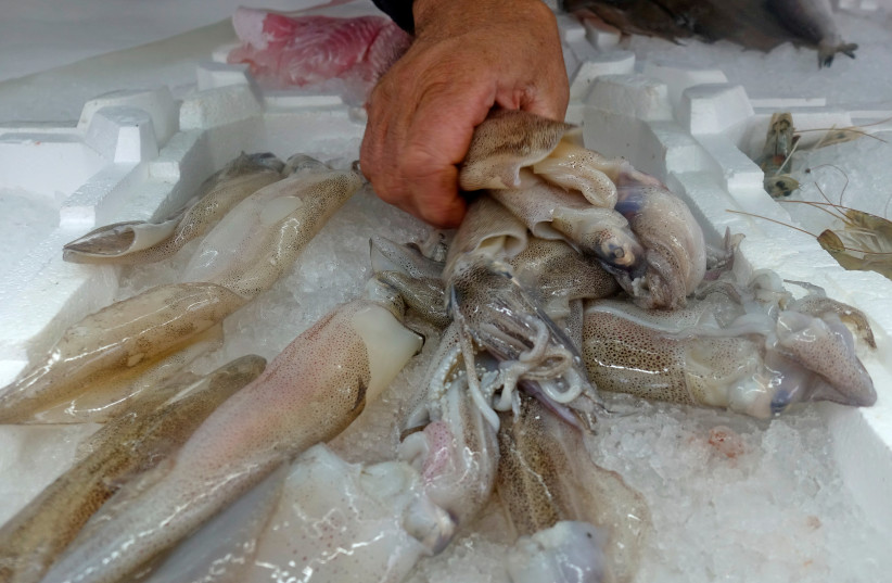 Fish street vendor Otello grabs some squids inside his van in Castell'Azzara, Italy October 31, 2018. (photo credit: REUTERS)