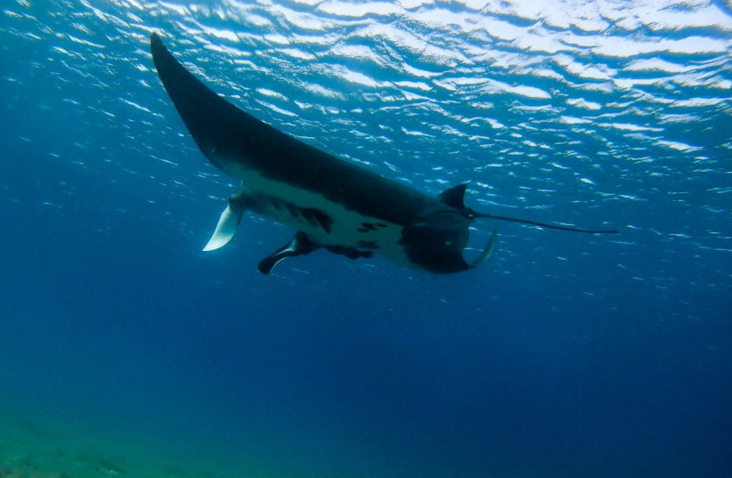 Giant manta ray (photo credit: Courtesy)