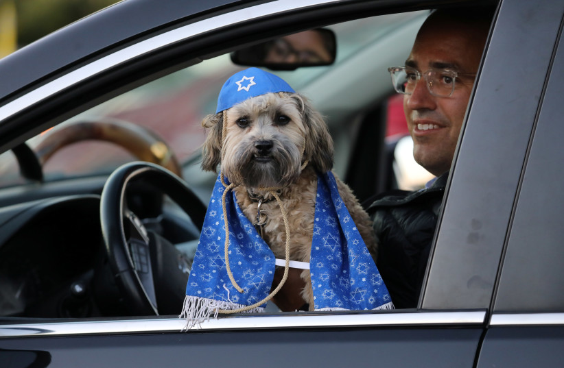 Rocky Kel Lev, a 7-month old havanese dog, is seen in a vehicle during a drive-in service dubbed the "Shofarpalooza" marking Rosh Hashanah, the Jewish New Year, amid the global outbreak of the coronavirus disease (COVID-19), in Toronto, Ontario, Canada September 20, 2020 (photo credit: REUTERS)