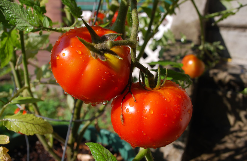 ‘CROUCH DOWN, thrust in your hand and feel the smoothness and firmness of a large, perfect tomato.’ (photo credit: FLICKR)