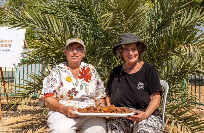 Dr. Eileen Solowey and Dr. Sarah Sollan, with Methuselah dates dating from between the first and fourth centuries BCE. (photo credit: MARCOS SCHONHOLZ)