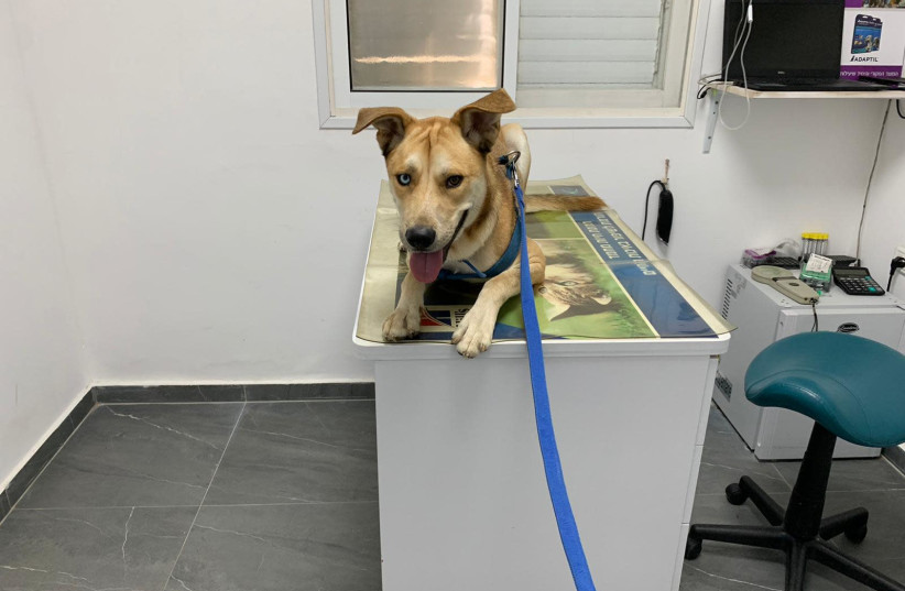 The dog is seen being treated in an Agricultre Ministry facility after he was rescued from an abusive home in Bat Yam. (photo credit: AGRICULTURE MINISTRY)