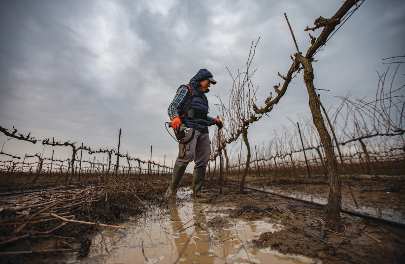 THE VALUE of water: After the rain in a Golan Heights vineyard. (photo credit: MAOR KINSBURSKY/FLASH90)