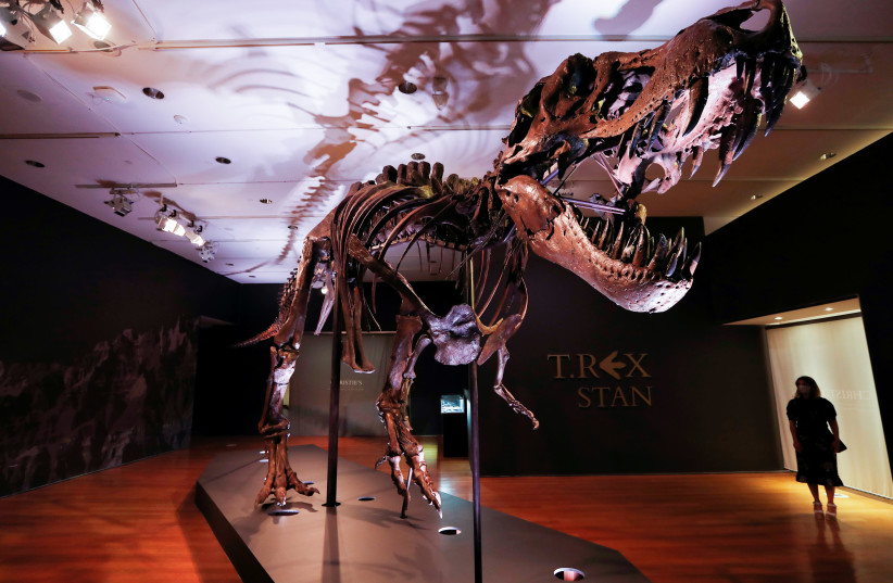 An approximately 67 million-year-old Tyrannosaurus Rex skeleton, one of the largest, most complete ever discovered and named "STAN" after paleontologist Stan Sacrison who first found it, is seen on display ahead of its public auction at Christie's in New York City, New York, U.S., September 15, 2020 (photo credit: MIKE SEGAR / REUTERS)
