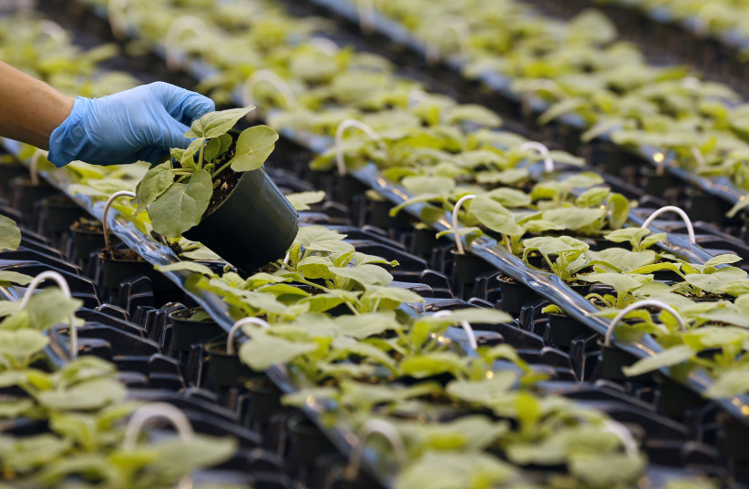 Nicotiana benthamiana plants are pictured at Medicago greenhouse in Quebec City, August 13, 2014. (photo credit: REUTERS)