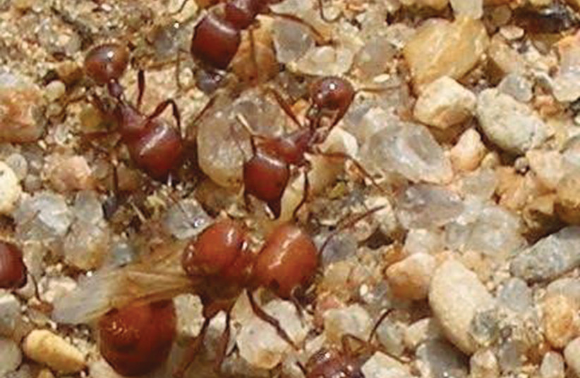 EXPERTS AGREE that in Israel the fire ant is spreading primarily through plants in nurseries.  (photo credit: JOE A. MACGOWN/MISSISSIPPI ENTOMOLOGICAL MUSEUM/TNS)