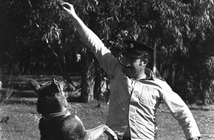 AN ISRAELI policeman trains his dog to locate hashish, at Beit Dagan in 1974 (photo credit: YAACOV SAAR/GPO)