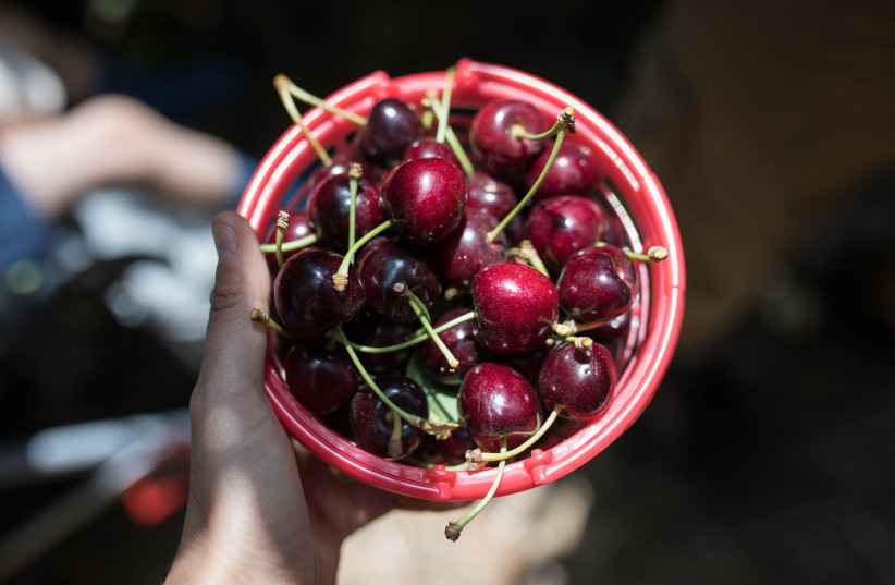 Israeli visitors pick cherries at a self-picking cherry-tree farm in the town of Odem, in the Golan Heights, on June 29, 2019. (photo credit: HADAS PARUSH/FLASH90)
