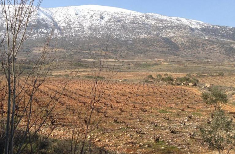 THE BEAUTIFUL vineyards of the Bekaa Valley. (photo credit: Courtesy)