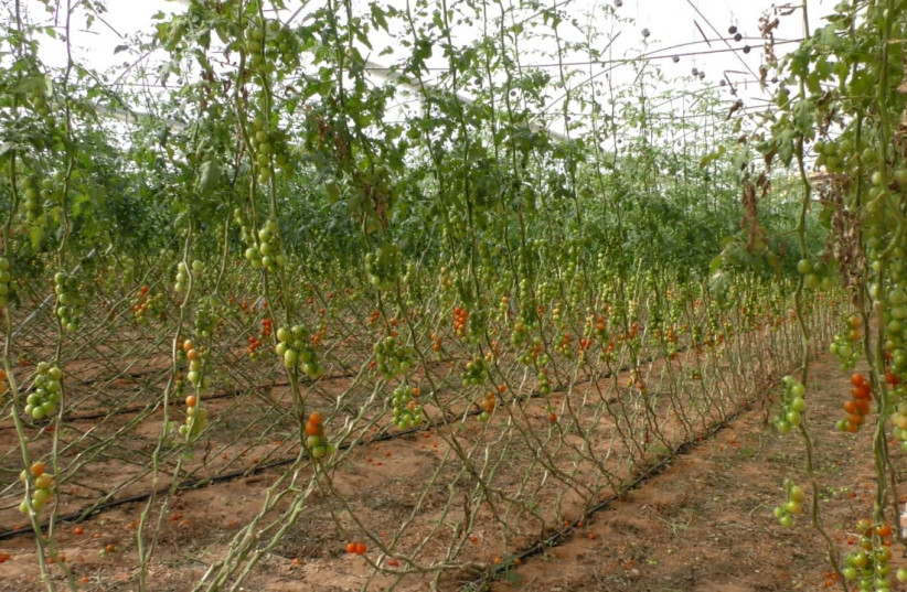 A view of cherry tomatoes on Eran Guy's farm.  (photo credit: RAYMOND CRYSTAL/THE MEDIA LINE)