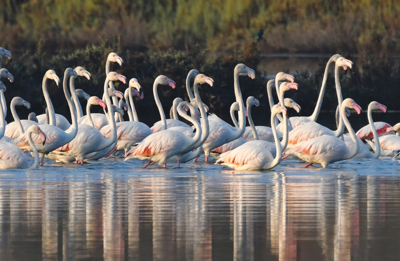 Flamingoes in Israel. 14 of these fabulous birds are about as long as this asteroid (Illustrative). (credit: ITSIK MAROM)
