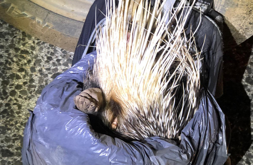 The porcupine, taken from the backpack, November 14, 2020. (photo credit: POLICE SPOKESPERSON'S UNIT)