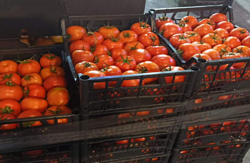 Tomatoes smuggled from Turkey (photo credit: AGRICULTURE MINISTRY)