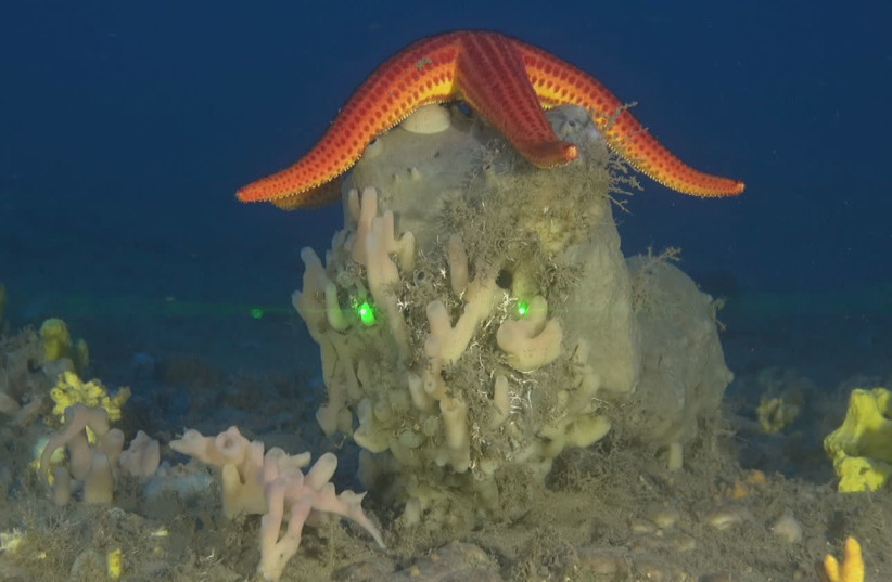 Agelas oroides sponges are seen with other sea life in an undersea habitat. (photo credit: TAL IDAN/TEL AVIV UNIVERSITY)
