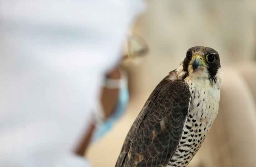 A Saudi man carries a falcon for an auction at Saudi Falcons Club Auction in Riyadh (photo credit: REUTERS)