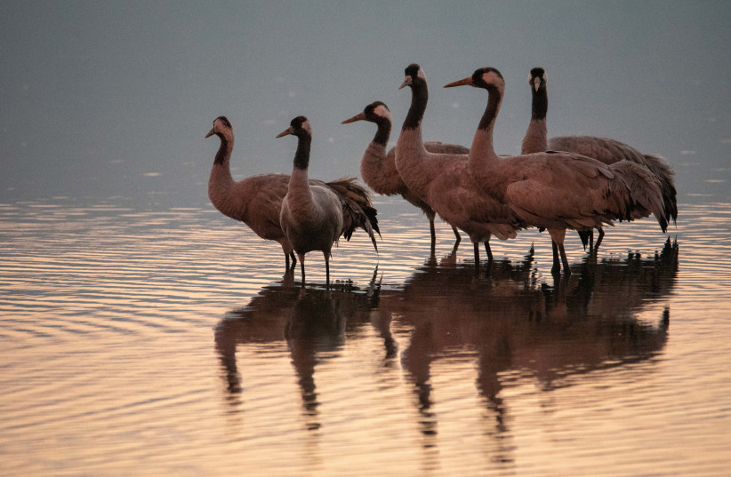 WE ARE spending more time in nature: Cranes reflect in the Hula Valley last month. (photo credit: MILA AVIV/FLASH90)