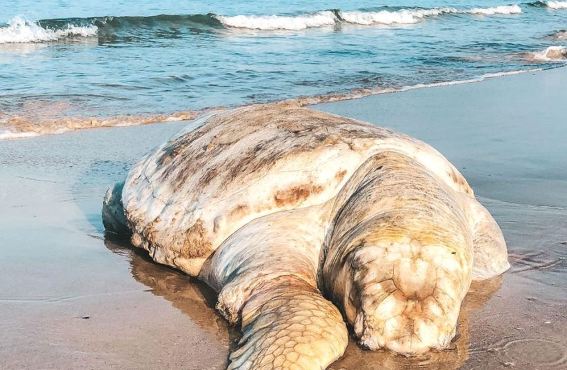 A DEAD giant sea turtle is washed ashore on Tel Aviv’s Trumpeldor Beach. (photo credit: ELIZAVETA IVANOVA/ZAVIT SCIENCE AND ENVIRONMENT NEWS AGENCY)