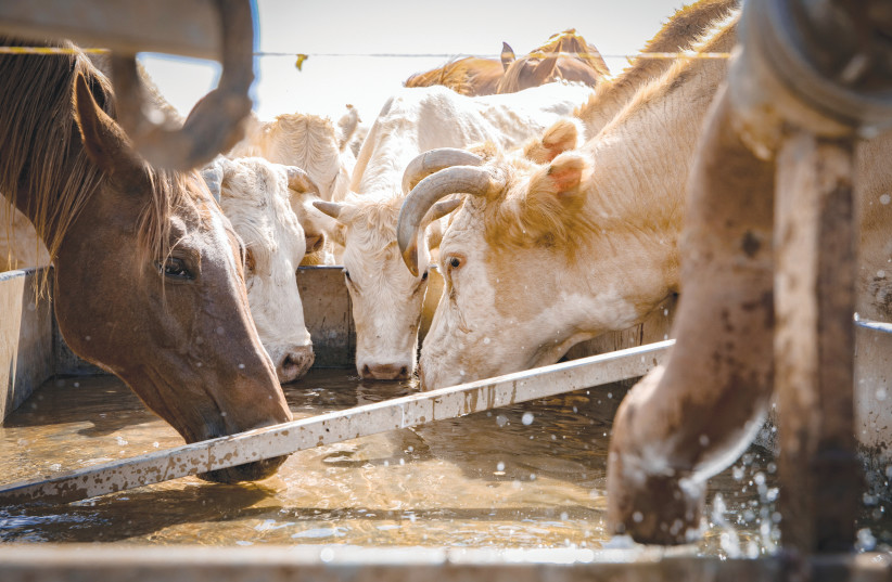 COWS DRINK from a trough in the fields of the Jezreel Valley in 2018. (Anat Hermony/Flash90) (photo credit: ANAT HERMONY/FLASH90)