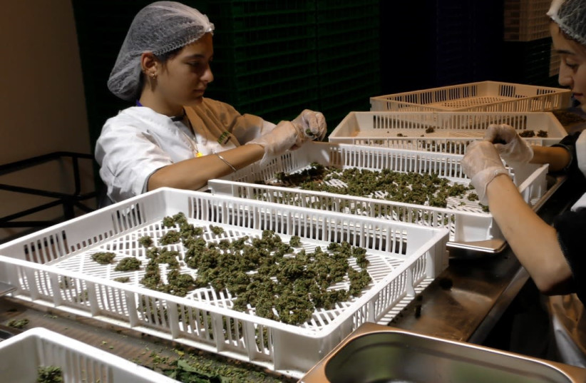 Workers at Intelicanna's facility sort through products.  (photo credit: RAYMOND CRYSTAL/THE MEDIA LINE)