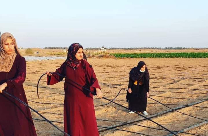 Alnajjar, Qudaih and Aburok working the land they rented in the Khuza'a area. (photo credit: Courtesy)