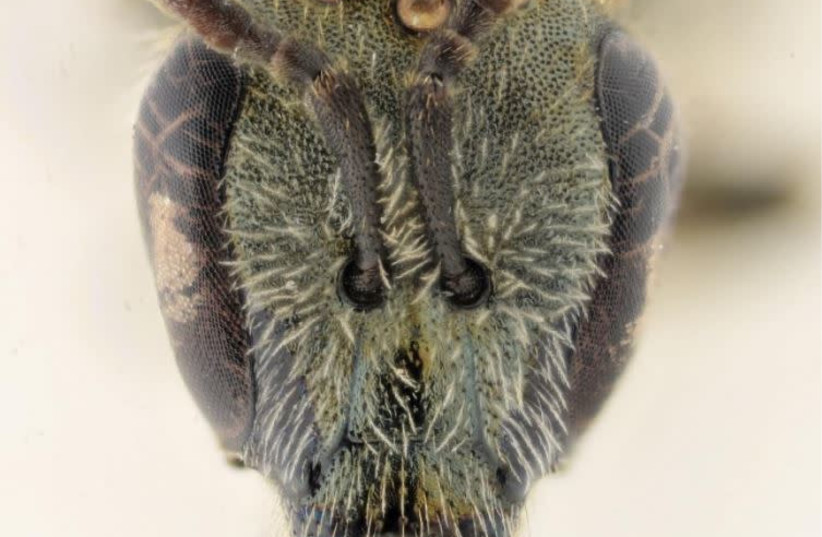 New bee species, Lasioglossum dorchini, discovered in Israel (photo credit: BELGIAN JOURNAL OF ENTOMOLOGY/ALAIN PAULY)
