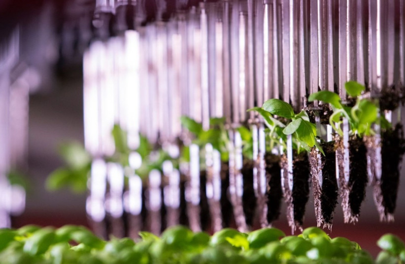 The Future Crops vertical farm company has developed a system of propagating herbs in an entirely insect-free environment (photo credit: FUTURE CROPS)
