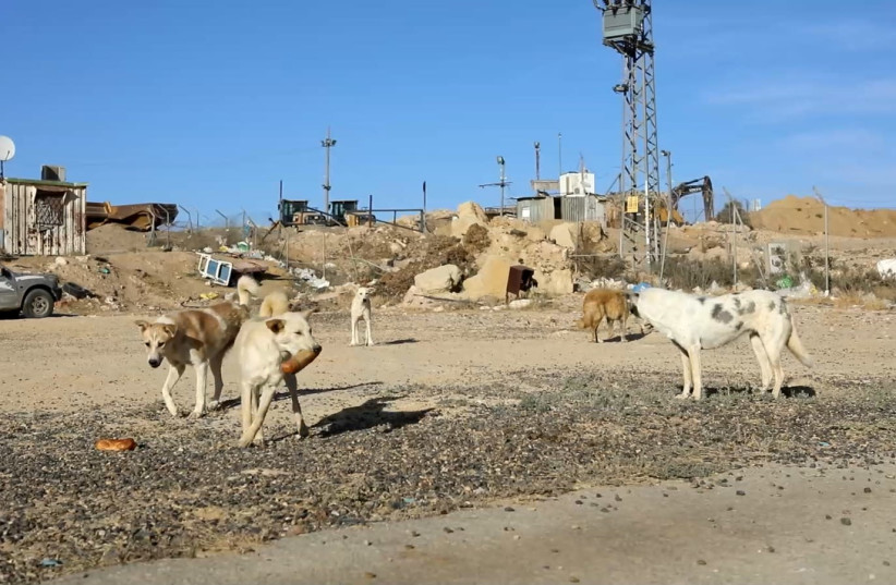 Stray dogs are seen eating bread in Israel's South. (photo credit: SPCA.CO.IL)