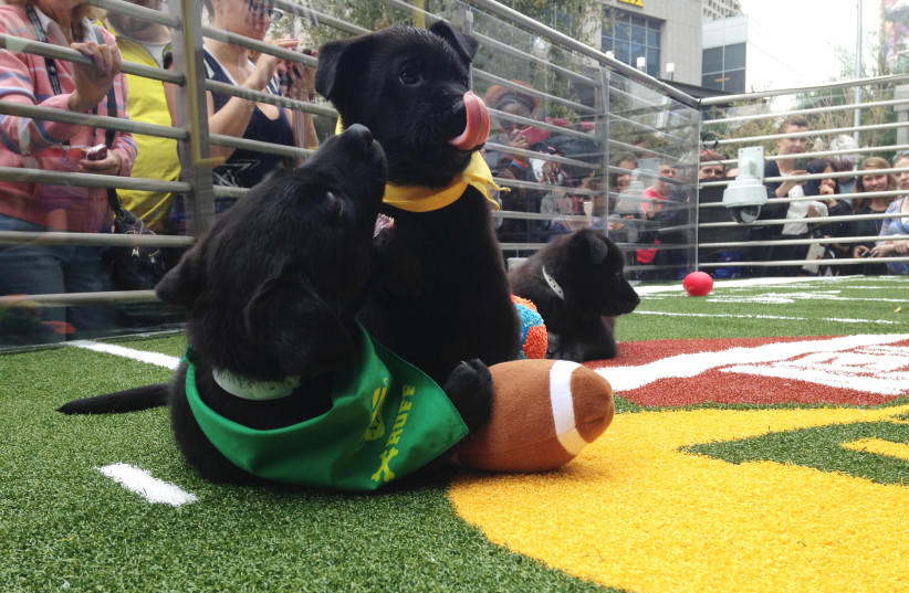 Puppies tussle with a plush football at the "Puppy Bowl" in Phoenix, Arizona, January 29, 2015. Thursday's "players" in downtown Phoenix were all puppies - part of a drive by the Animal Planet television channel and the Arizona Humane Society to encourage adoptions ahead of the televised "Puppy Bowl (photo credit: DANIEL WALLIS/REUTERS)