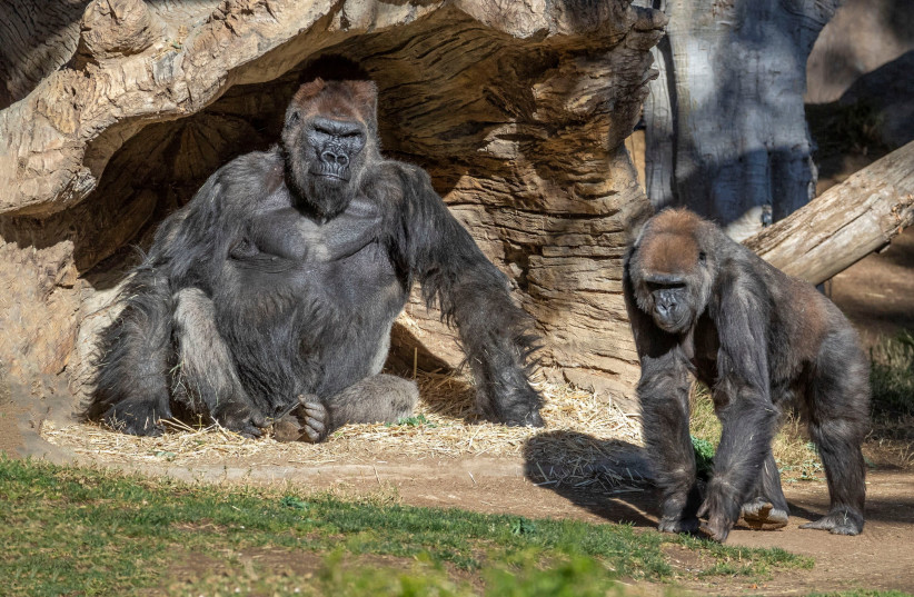 Gorillas sit after two of their troop tested positive for COVID-19 after falling ill at the San Diego Zoo Safari Park (photo credit: REUTERS)