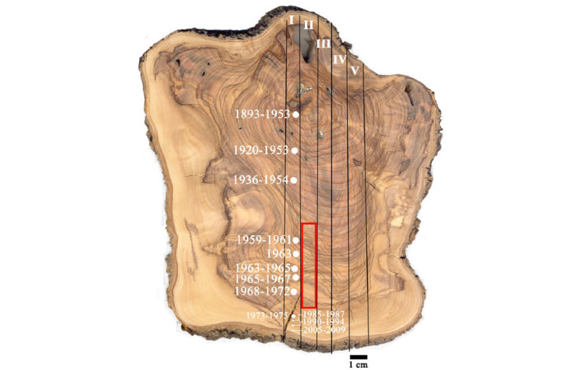 A cross section of a model olive-tree branch used to help date the Santorini volcanic eruption. (photo credit: Courtesy)