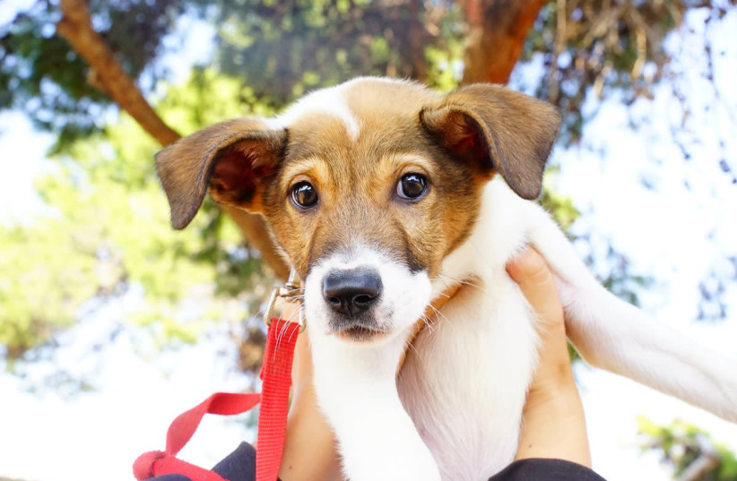 Despite pet adoption being on the rise amid COVID-19, Israelis have shown a clear preference for smaller dogs, leaving shelters overflowing with larger dogs. (credit: SPCA ISRAEL)