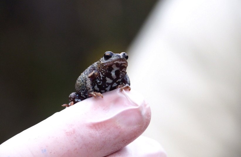 Bibron's toadlet sits an a finger as conservation efforts continue following last summer's bushfire on Kangaroo Island, Australia December 2, 2020 in this image obtained from social media. Picture taken December 2, 2020. (photo credit: KANGAROO ISLAND LAND FOR WILDLIFE/ASHLEE BENC VIA REUTERS)
