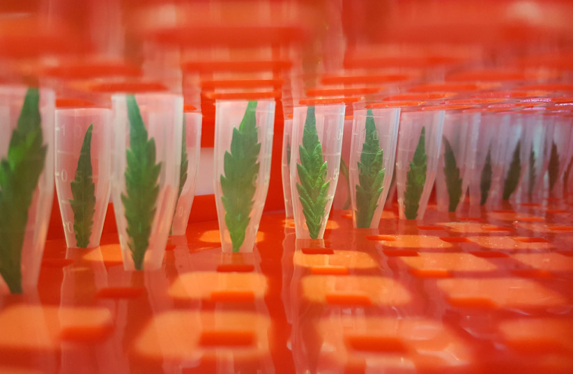 Samples of cannabis leaves sit in test tubes to have their genetic fingerprints analyzed. (photo credit: TIKUN OLAM CANNBIT)