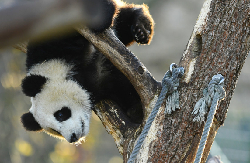 Panda twins Pit and Paule receive their favourite food as present on a Christmas tree (credit: REUTERS)