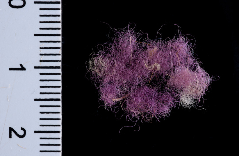 Wool fibers dyed with Royal Purple,~1000 BCE, Timna Valley, Israel. (photo credit: DAFNA GAZIT/ISRAEL ANTIQUITIES AUTHORITY)