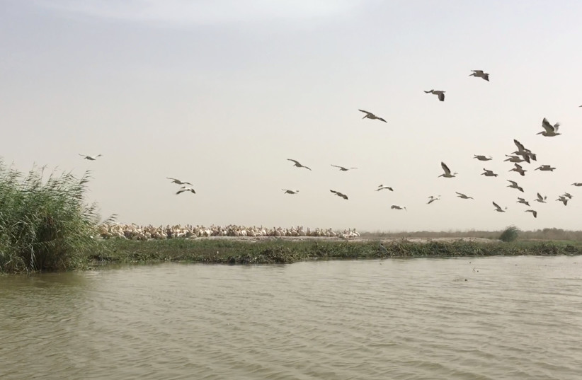 Pelicans gather at the Djoudj National Bird Sanctuary in Senegal, January 2020, in this still image obtained from social media video. Instagram/@David.W.Nystrom/via REUTERS (photo credit: REUTERS)