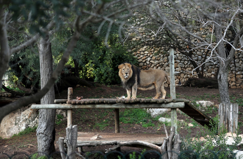 The Biblical Zoo in Jerusalem which is closed due to the coronavirus disease (COVID-19) lockdown (credit: REUTERS)